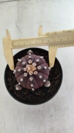 ASTROPHYTUM ASTERIAS “Purple”  Nº 918 – vaso 11 - Imagem 5