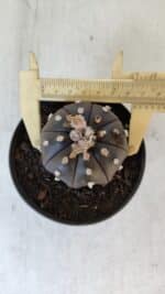 ASTROPHYTUM ASTERIAS “Purple”  Nº 918 – vaso 11 - Imagem 5