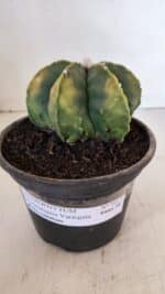 ASTROPHYTUM MYRIOSTIGMA MULTICOSTATUM - 7 QUINAS "Variegata" Nº 1017 – vaso 15 - Imagem 2