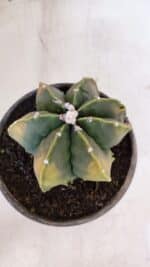 ASTROPHYTUM MYRIOSTIGMA MULTICOSTATUM - 7 QUINAS "Variegata" Nº 1017 – vaso 15 - Imagem 3