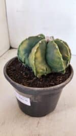 ASTROPHYTUM MYRIOSTIGMA MULTICOSTATUM - 7 QUINAS "Variegata" Nº 1017 – vaso 15 - Imagem 9