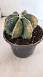 ASTROPHYTUM MYRIOSTIGMA MULTICOSTATUM - 7 QUINAS "Variegata" Nº 1017 – vaso 15 - Imagem 7