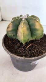 ASTROPHYTUM MYRIOSTIGMA MULTICOSTATUM - 7 QUINAS "Variegata" Nº 1017 – vaso 15 - Imagem 6