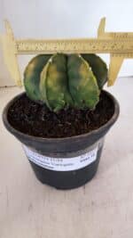 ASTROPHYTUM MYRIOSTIGMA MULTICOSTATUM - 7 QUINAS "Variegata" Nº 1017 – vaso 15 - Imagem 4