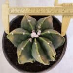 ASTROPHYTUM MYRIOSTIGMA MULTICOSTATUM - 7 QUINAS "Variegata" Nº 1017 – vaso 15