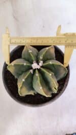 ASTROPHYTUM MYRIOSTIGMA MULTICOSTATUM - 7 QUINAS "Variegata" Nº 1017 – vaso 15