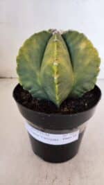 ASTROPHYTUM MYRIOSTIGMA "Variegata" Nº 1018 – vaso 15 - Imagem 2