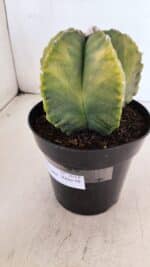 ASTROPHYTUM MYRIOSTIGMA "Variegata" Nº 1018 – vaso 15 - Imagem 9