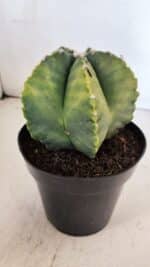 ASTROPHYTUM MYRIOSTIGMA "Variegata" Nº 1018 – vaso 15 - Imagem 8