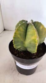 ASTROPHYTUM MYRIOSTIGMA "Variegata" Nº 1018 – vaso 15 - Imagem 6