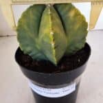 ASTROPHYTUM MYRIOSTIGMA "Variegata" Nº 1018 – vaso 15