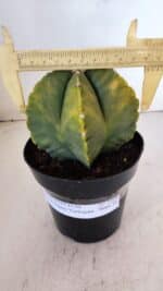 ASTROPHYTUM MYRIOSTIGMA "Variegata" Nº 1018 – vaso 15