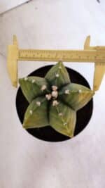 ASTROPHYTUM MYRIOSTIGMA "Variegata" Nº 1018 – vaso 15 - Imagem 5