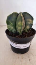 ASTROPHYTUM MYRIOSTIGMA "Variegata" Nº 1019 – vaso 11 - Imagem 2