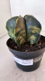 ASTROPHYTUM MYRIOSTIGMA "Variegata" Nº 1019 – vaso 11 - Imagem 9