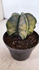 ASTROPHYTUM MYRIOSTIGMA "Variegata" Nº 1019 – vaso 11 - Imagem 3