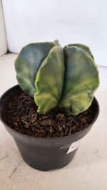 ASTROPHYTUM MYRIOSTIGMA "Variegata" Nº 1019 – vaso 11 - Imagem 8