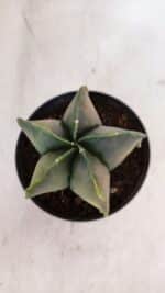 ASTROPHYTUM MYRIOSTIGMA "Variegata" Nº 1019 – vaso 11 - Imagem 7