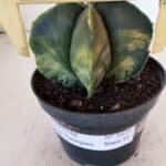 ASTROPHYTUM MYRIOSTIGMA "Variegata" Nº 1019 – vaso 11