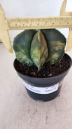 ASTROPHYTUM MYRIOSTIGMA "Variegata" Nº 1019 – vaso 11