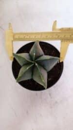 ASTROPHYTUM MYRIOSTIGMA "Variegata" Nº 1019 – vaso 11 - Imagem 5