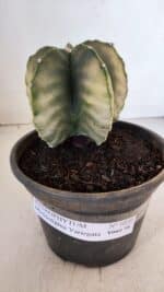 ASTROPHYTUM MYRIOSTIGMA "Variegata" Nº 1020 – vaso 15 - Imagem 2