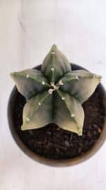 ASTROPHYTUM MYRIOSTIGMA "Variegata" Nº 1020 – vaso 15 - Imagem 7