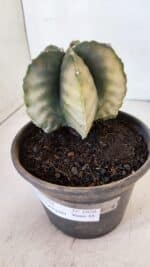 ASTROPHYTUM MYRIOSTIGMA "Variegata" Nº 1020 – vaso 15 - Imagem 3