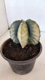 ASTROPHYTUM MYRIOSTIGMA "Variegata" Nº 1020 – vaso 15 - Imagem 9