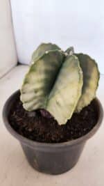 ASTROPHYTUM MYRIOSTIGMA "Variegata" Nº 1020 – vaso 15 - Imagem 8