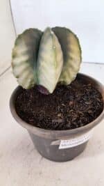 ASTROPHYTUM MYRIOSTIGMA "Variegata" Nº 1020 – vaso 15 - Imagem 6