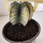 ASTROPHYTUM MYRIOSTIGMA "Variegata" Nº 1020 – vaso 15