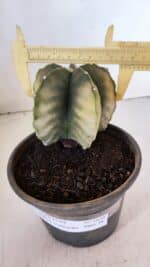 ASTROPHYTUM MYRIOSTIGMA "Variegata" Nº 1020 – vaso 15