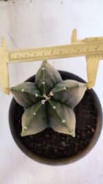 ASTROPHYTUM MYRIOSTIGMA "Variegata" Nº 1020 – vaso 15 - Imagem 5