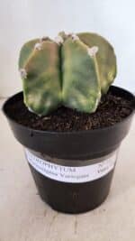 ASTROPHYTUM MYRIOSTIGMA "Variegata" Nº 1021 – vaso 15 - Imagem 2