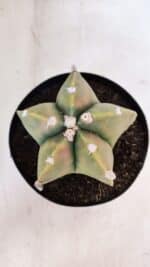 ASTROPHYTUM MYRIOSTIGMA "Variegata" Nº 1021 – vaso 15 - Imagem 3