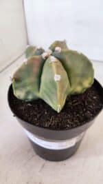 ASTROPHYTUM MYRIOSTIGMA "Variegata" Nº 1021 – vaso 15 - Imagem 9