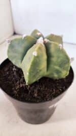 ASTROPHYTUM MYRIOSTIGMA "Variegata" Nº 1021 – vaso 15 - Imagem 7