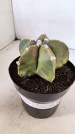 ASTROPHYTUM MYRIOSTIGMA "Variegata" Nº 1021 – vaso 15 - Imagem 6