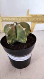 ASTROPHYTUM MYRIOSTIGMA "Variegata" Nº 1021 – vaso 15 - Imagem 4