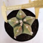 ASTROPHYTUM MYRIOSTIGMA "Variegata" Nº 1021 – vaso 15