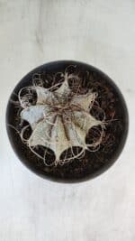 ASTROPHYTUM CAPRICÓRNIO Nº 400 – vaso 15 - Imagem 3