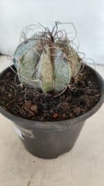 ASTROPHYTUM CAPRICÓRNIO Nº 400 – vaso 15 - Imagem 8