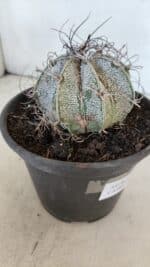 ASTROPHYTUM CAPRICÓRNIO Nº 400 – vaso 15 - Imagem 6