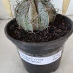 ASTROPHYTUM CAPRICÓRNIO Nº 400 – vaso 15