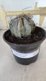 ASTROPHYTUM CAPRICÓRNIO Nº 400 – vaso 15