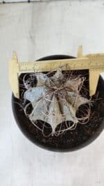 ASTROPHYTUM CAPRICÓRNIO Nº 400 – vaso 15 - Imagem 5