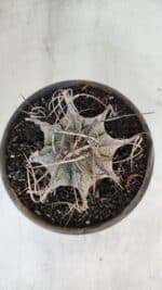 ASTROPHYTUM CAPRICÓRNIO Nº 401 – vaso 15 - Imagem 3