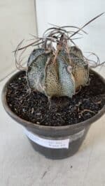 ASTROPHYTUM CAPRICÓRNIO Nº 401 – vaso 15 - Imagem 9