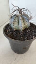 ASTROPHYTUM CAPRICÓRNIO Nº 401 – vaso 15 - Imagem 8